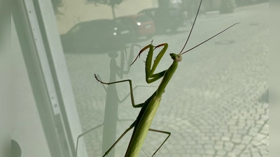 Auf einer Fensterscheibe in Uffenheim entdeckte Sebastian Quinque diese Gottesanbeterin. In der Scheibe spiegelt sich die Spitalkirche. (Foto: Julia Quinque)