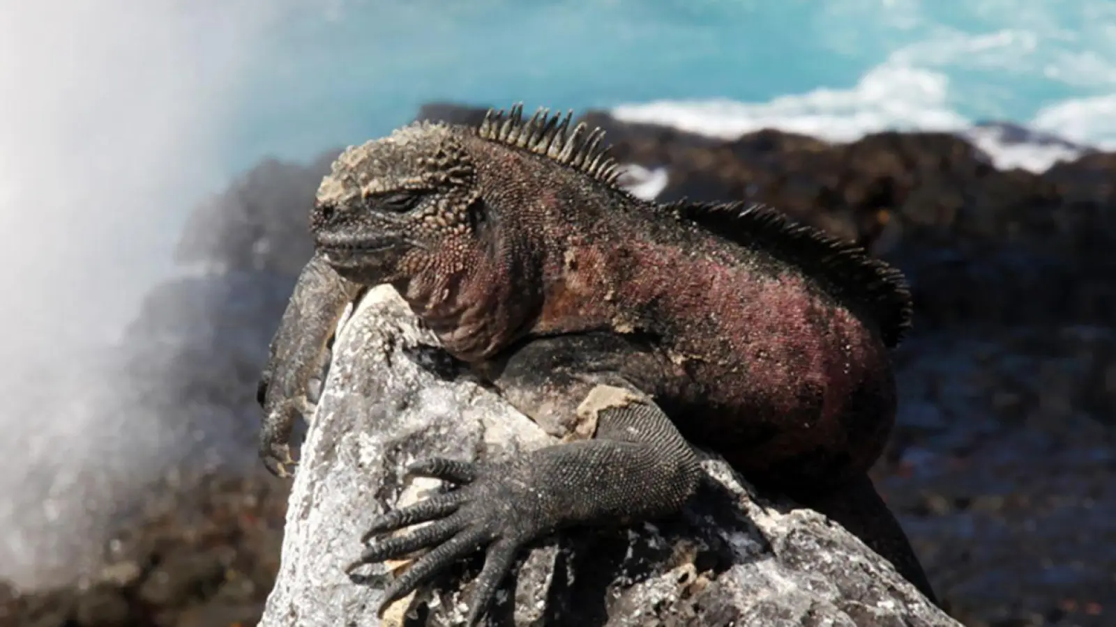 Auf den Galápagos-Inseln hat sich eine einzigartige Tier- und Pflanzenwelt entwickelt. Um diese weiterhin zu schützen, wird sich die Nationalpark-Gebühr verdoppeln. (Foto: Michael Juhran/dpa-tmn/dpa)