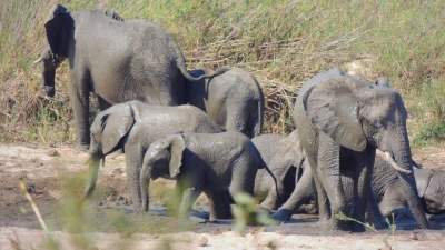 In dem knapp 20.000 Quadratkilometer großen Park können Touristen Elefanten und andere wilde Tiere beobachten. (Symbolbild) (Foto: Kevin Anderson/AP/dpa)