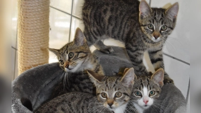 Eine Katzenschutzverordnung, wie von den Grünen gefordert, würde verpflichten, dass alle Katzen und Kater, die ins Freie gelassen werden, kastriert und gekennzeichnet sein müssen. (Symbolbild: Ute Niephaus)