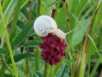 Weiße Schnecke - gesehen bei Ansbach-Dornberg (Foto: Dr. Markus Bucka)