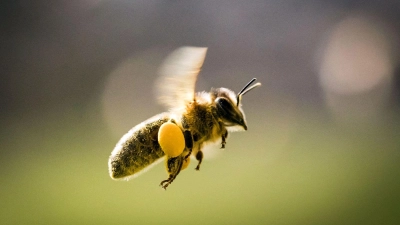 Bienenstich mit Folgen - doch der Lkw-Fahrer hatte noch Glück im Unglück. (Symbolbild) (Foto: Frank Rumpenhorst/dpa)