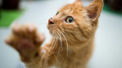 Beißen, kratzen, putzen: Wer eine Verhaltensauffälligkeit bei seiner Katze bemerkt, sollte der Ursache auf den Grund gehen. (Foto: Julian Stratenschulte/dpa/dpa-tmn)