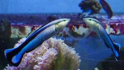 Ein Putzerfisch interagiert mit seinem Spiegelbild, das von einem außerhalb des Aquariums angebrachten Spiegel erzeugt wird. (Foto: Alex Jordan/Universität von Konstanz/dpa)