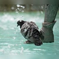 Auch der Fischbrunnen am Marienplatz in der Innenstadt soll abgeschaltet werden. (Archivbild) (Foto: Malin Wunderlich/dpa)