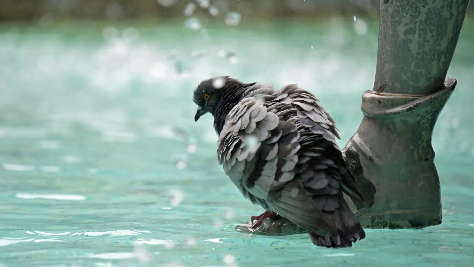 Auch der Fischbrunnen am Marienplatz in der Innenstadt soll abgeschaltet werden. (Archivbild) (Foto: Malin Wunderlich/dpa)