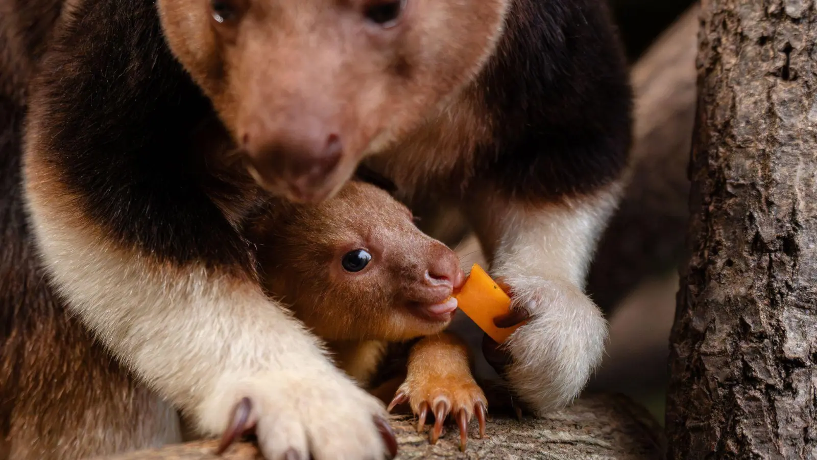 Ein seltenes Baumkänguru-Baby macht gerade seine ersten Erfahrungen mit der Außenwelt. (Foto: -/Chester Zoo/dpa)