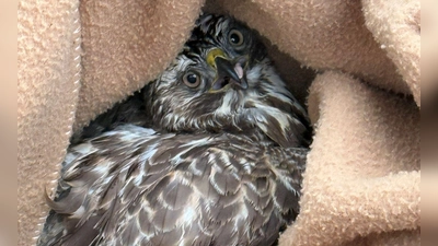 Tierischer Einsatz für die Polizei in Oberfranken: Die Beamten mussten einen verletzten Vogel an einer Autobahnbaustelle einfangen.  (Foto: -/Verkehrspolizei Hof/dpa)