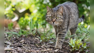 Stromert die Katze gerne im Freien, bleiben Zecken oft nicht aus. Wer sein Tier davor schützen möchte, sollte aber nicht zu Mitteln mit dem Wirkstoff Permethrin greifen. (Foto: Franziska Gabbert/dpa-tmn)