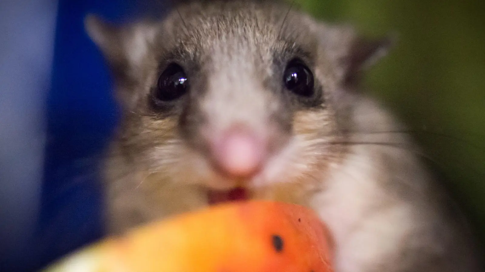 Hunger? In Bayreuth hatte das Tierchen schon die Tür angenagt. (Archivbild) (Foto: Alexander Heinl/dpa)