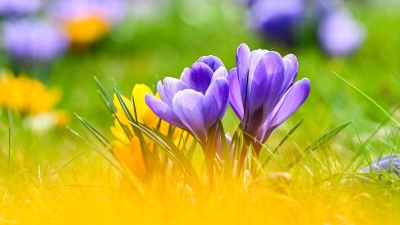 Krokusse, Tulpen, Narzissen: Wer sie im Frühjahr im Garten blühen sehen möchte, muss im Herbst Zwiebeln setzen.  (Foto: Jens Kalaene/dpa/dpa-tmn)