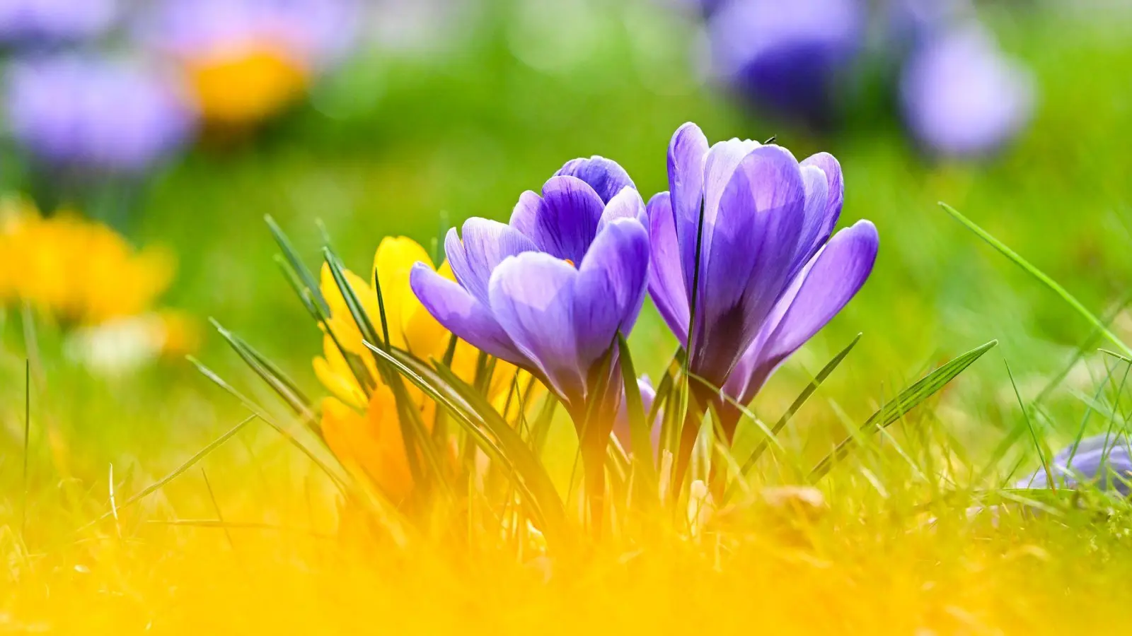 Krokusse, Tulpen, Narzissen: Wer sie im Frühjahr im Garten blühen sehen möchte, muss im Herbst Zwiebeln setzen.  (Foto: Jens Kalaene/dpa/dpa-tmn)