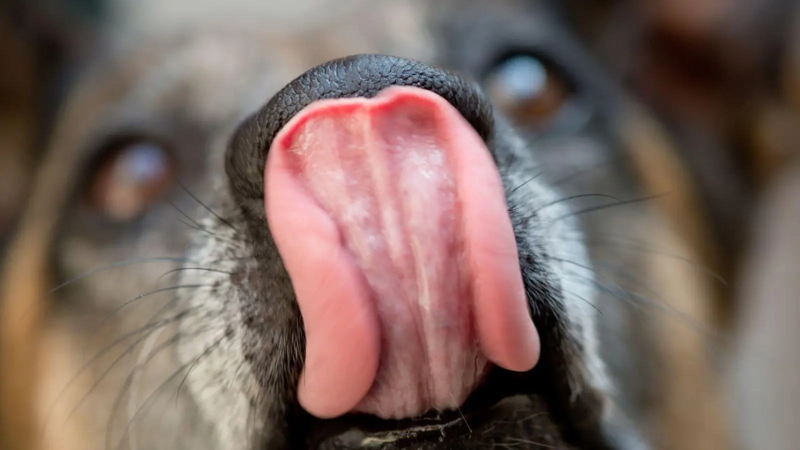 Hat der Hund vom Plätzchenteller genascht, sollte man ihn 24 Stunden lang gut beobachten, ob sich Vergiftungserscheinungen zeigen. (Foto: Sven Hoppe/dpa/dpa-tmn)