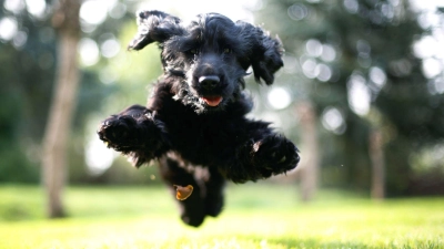 Sprunghaft - im wahrsten Sinne des Wortes: Hunde mit ADHS kann man schnell für Dinge begeistern, sie verlieren das Interesse aber auch schnell wieder.  (Foto: Ina Fassbender/dpa/dpa-tmn)