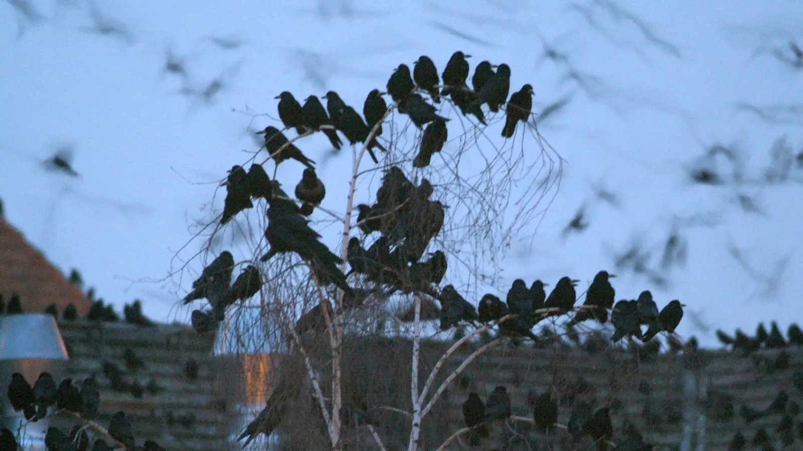 Saatkrähen nisten in großen Kolonien - gern gesehen sind die schwarzen Vogelgruppen zumindest in Norddeutschland nicht. (Foto: Steffen Fuessel/dpa-Zentralbild/dpa)