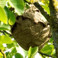 Mit vereinten Kräften konnte das Nest der Asiatischen Hornisse entdeckt werden. (Foto: Josef Weiss)
