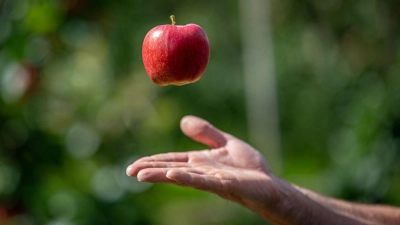 Es ist wieder so weit - die Apfelernte beginnt.  (Foto: Daniel Reinhardt/dpa/dpa-tmn)