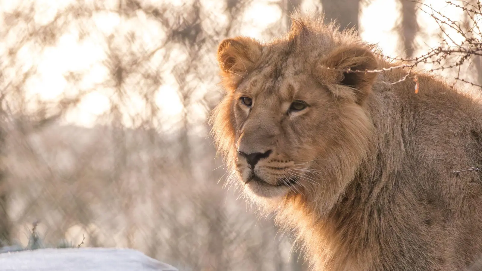 Der asiatische Löwe Ravi steht in seinem Gehege im Schweriner Zoo. (Foto: Sven Peter/Zoo Schwerin/dpa)