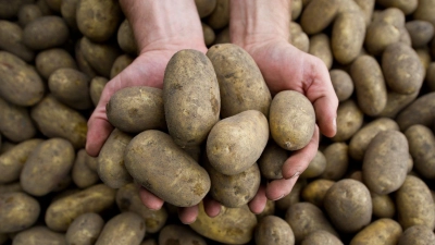Die Pflanzenkrankheit Stolbur bedroht auch heimische Kartoffeln. (Foto: picture alliance / dpa)