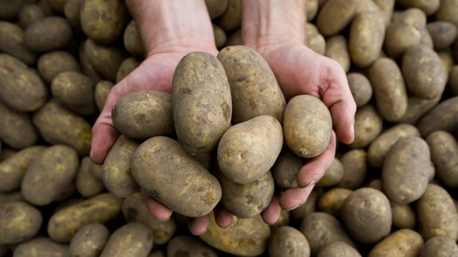 Die Pflanzenkrankheit Stolbur bedroht auch heimische Kartoffeln. (Foto: picture alliance / dpa)