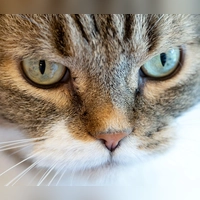 Die Katze verkeilte sich hinter dem Auspuff eines Autos. (Symbolbild) (Foto: Sven Hoppe/dpa)