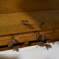 Die Amerikanische Faulbrut bricht in Deutschland immer wieder aus. Sie ist für erwachsene Bienen, Menschen oder andere Lebewesen nicht gefährlich.  (Archivbild: Andrea Walke)