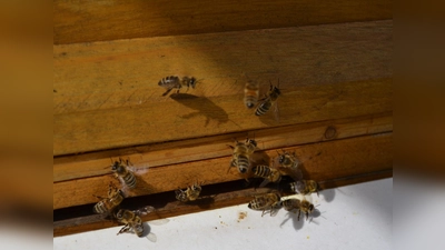 Bienen beim Einfliegen in ihren Stock (Foto: Andrea Walke)