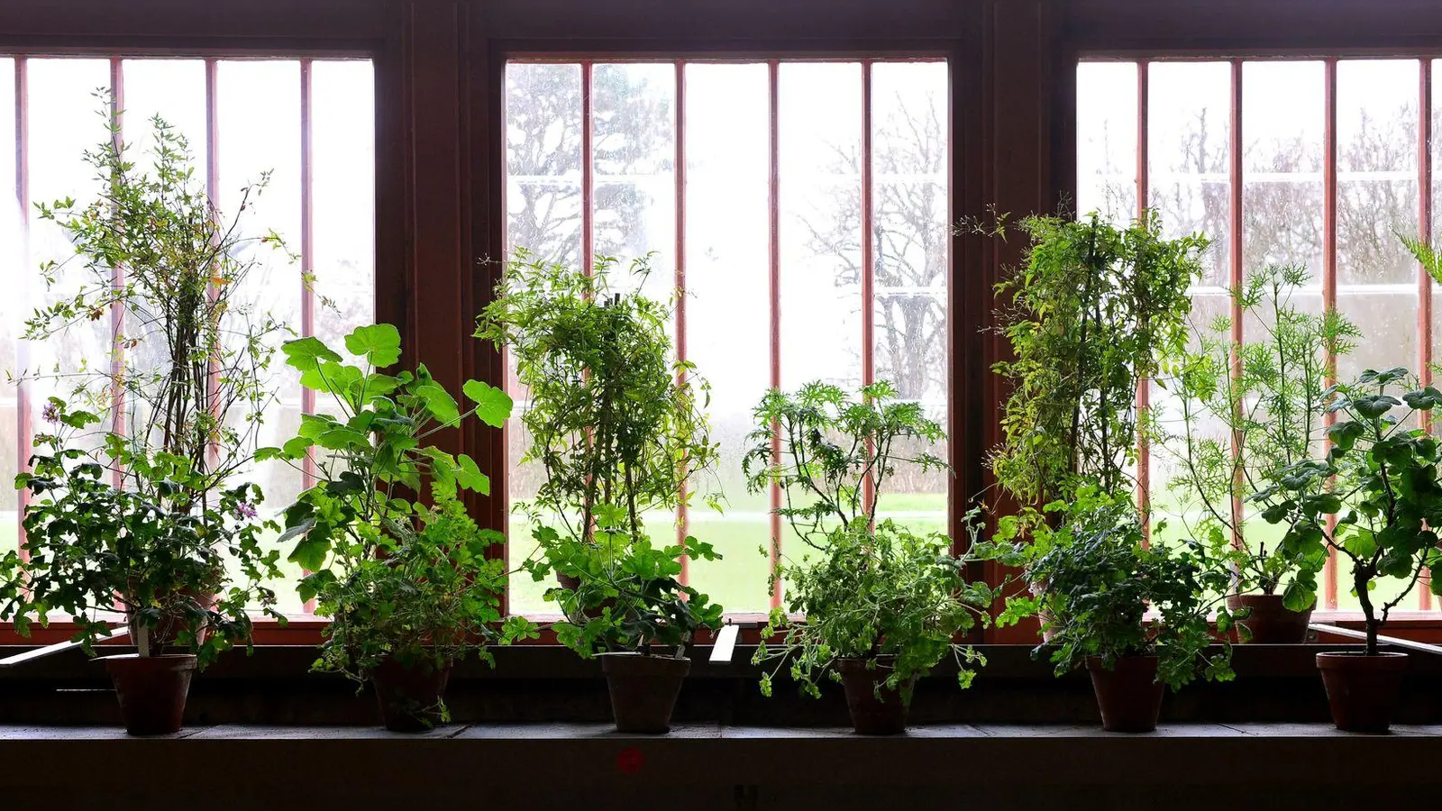 Wie geht&#39;s den Pflanzen in ihrem Winterquartier? Wer keine Überraschungen erleben will, sollte das regelmäßig kontrollieren. (Foto: Martin Schutt/dpa/dpa-tmn)