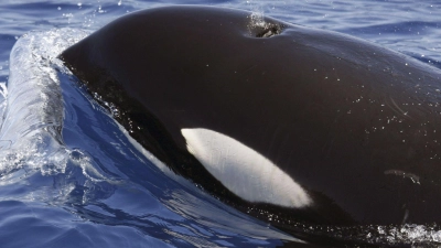 Orcas sind hochintelligente Tiere (Foto: SECAC/Monica Perez/epa efe/dpa)