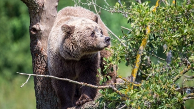 Ein Braunbär klettert im Gehege im Wildpark Poing (Bayern) auf einem Baum. (Foto: Lino Mirgeler/dpa)