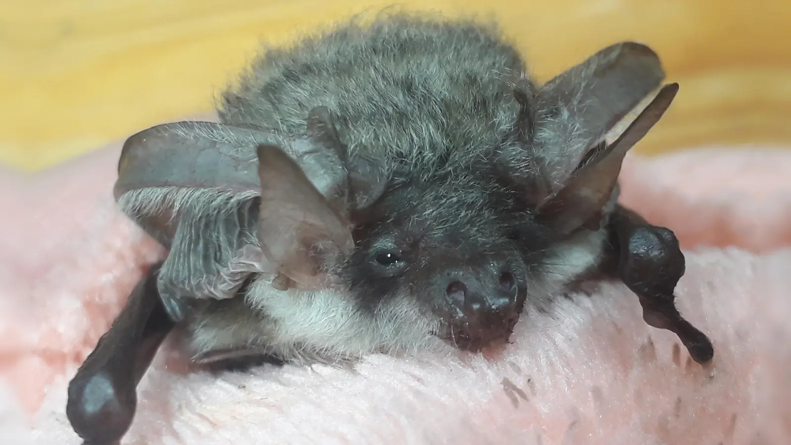 Das kleine Langohrmännchen „Rollo” genießt in der Scheinfelder Fledermaus-Pflegestation von Jana Stepanek derzeit Vollpension. (Foto: Jana Stepanek)