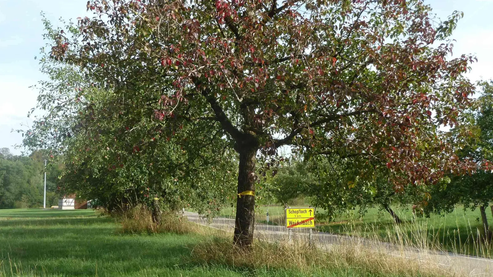 Obstbäume des Landkreises mit einem gelben Band können kostenlos abgeerntet werden (Foto: Volkmar Then)