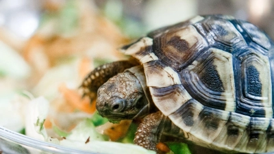 Griechische Landschildkröten, wie diese in der Zootierhandlung „Zoohaus Ottensen“ in Hamburg, sind beliebte Haustiere. (Foto: Markus Scholz/dpa-tmn/dpa)