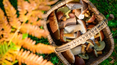 Ein Korb prall gefüllt mit Pilzen – damit können Sammler in Bayern derzeit nicht rechnen: Nach dem trockenen Sommer fällt sie Ausbeute vielfach mau aus. (Archivbild) (Foto: Patrick Pleul/dpa)