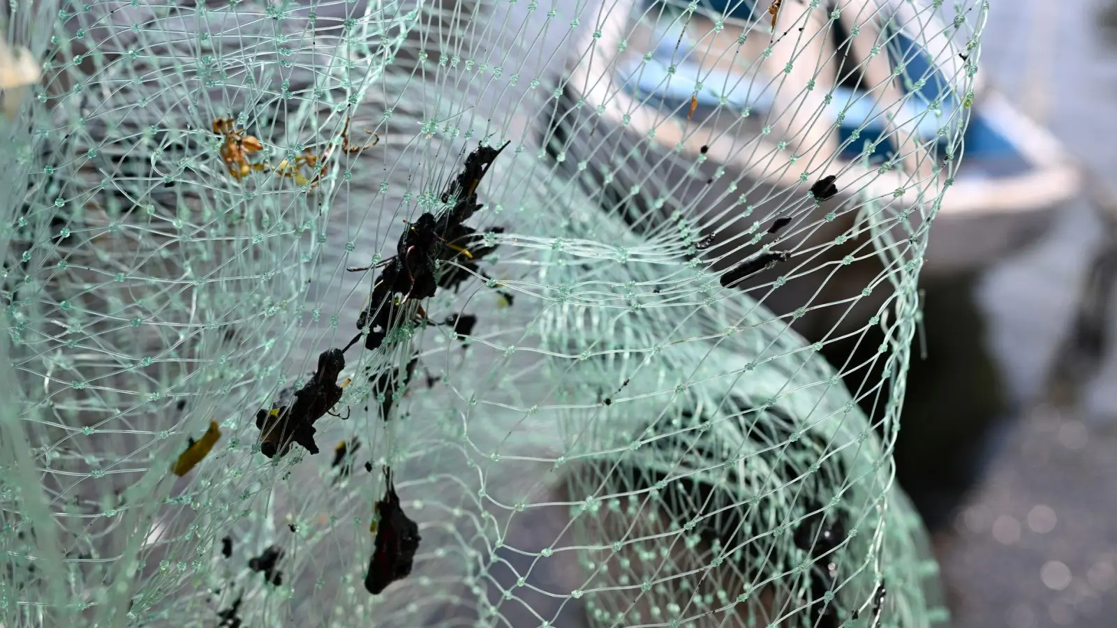 Erdölrückstände haben die Ausrüstung der Fischer verschmutzt, darunter Netze. (Foto: Yahir Ceballos/dpa)