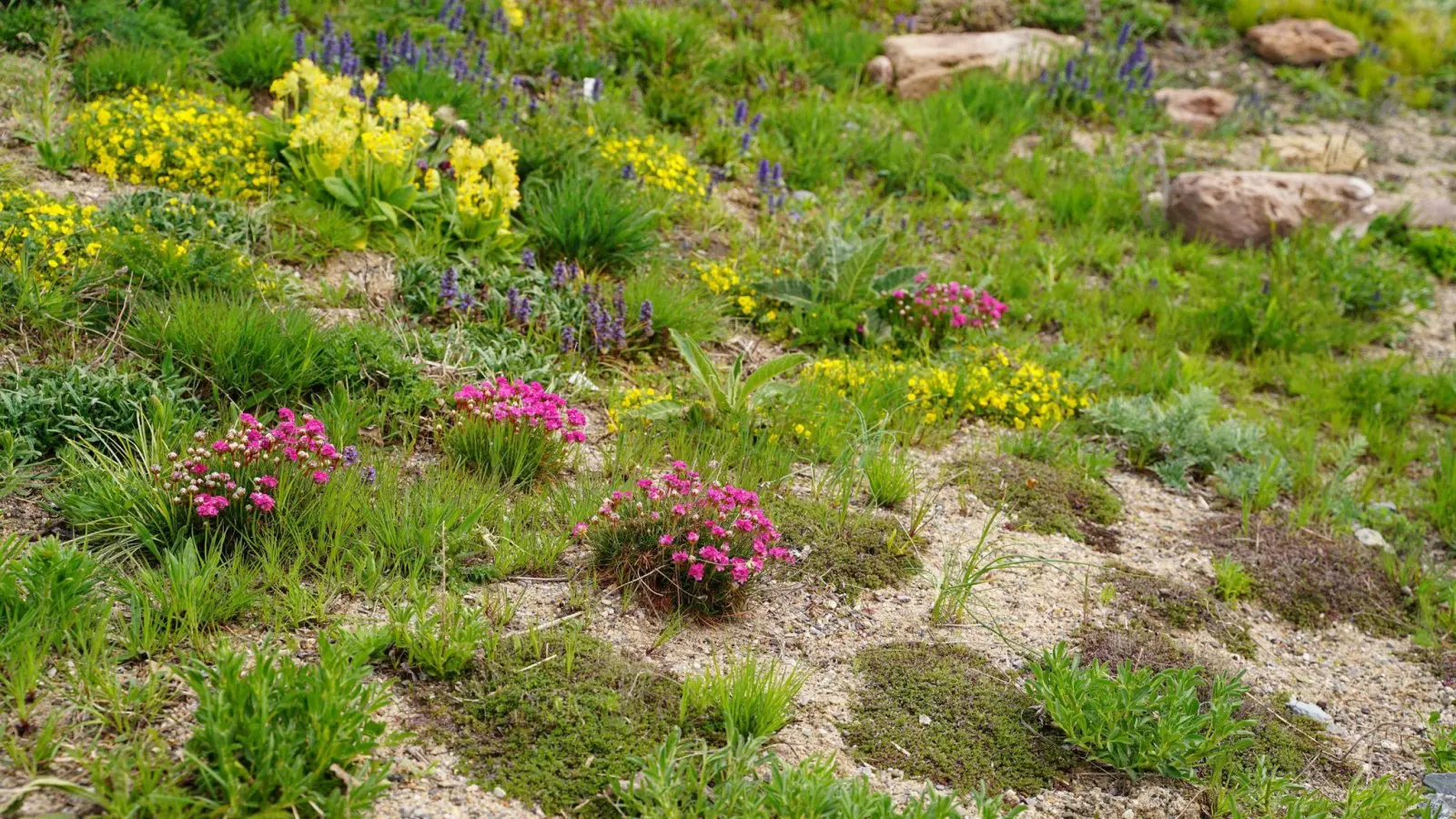 Blühendes im Frühjahr: Dieses Sandbeet besteht aus Nelken, Schlüsselblumen, Günsel und Fingerkraut zwischen Stauden wie Königskerzen, Edel-Disteln und Thymian. (Foto: Till Hofmann/GMH/dpa-tmn)