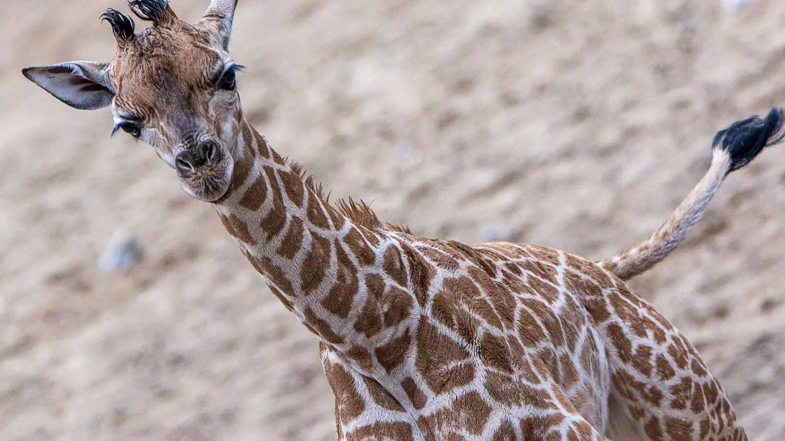 Giraffen-Bulle Mojo erkundete erstmals das Außengehege des Schweriner Zoos. (Foto: Jens Büttner/dpa)