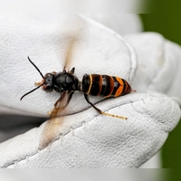 Die Asiatische Hornisse schadet den heimischen Honigbienen. (Archivbild) (Foto: Axel Heimken/dpa)