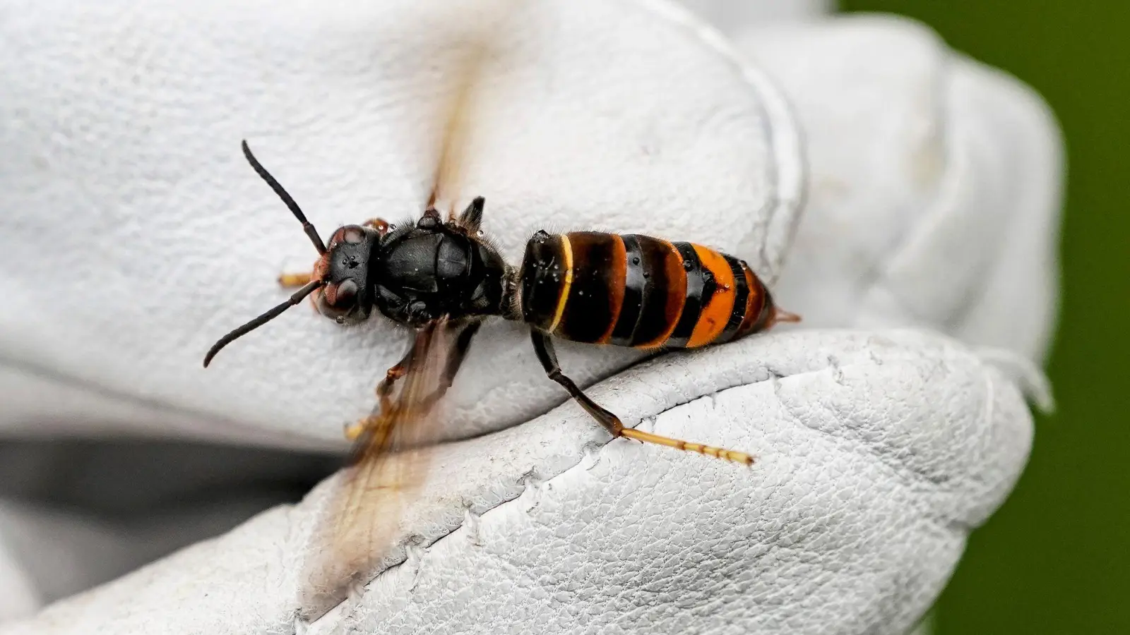 Die Asiatische Hornisse schadet den heimischen Honigbienen. (Archivbild) (Foto: Axel Heimken/dpa)