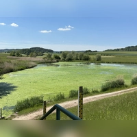 Ein grüner Algenteppich schwimmt derzeit auf dem Burghaslacher Stausee. Aktuell laufen Notmaßnahmen, um die Wasserqualität zu verbessern. (Foto: Johannes Zimmermann)