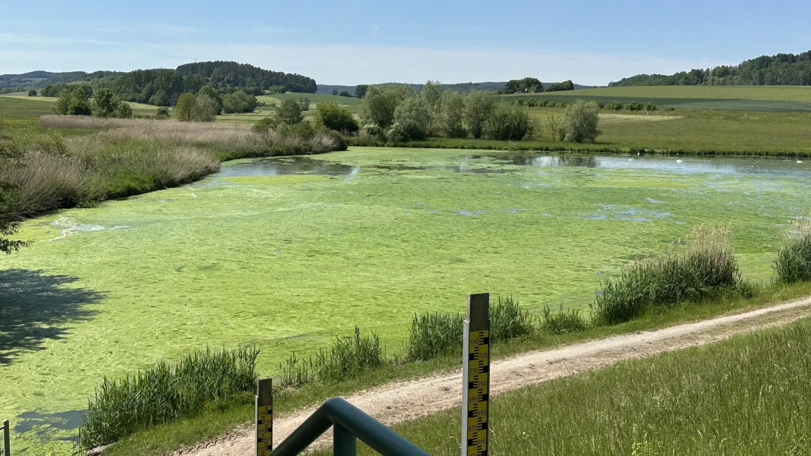 Ein grüner Algenteppich schwimmt derzeit auf dem Burghaslacher Stausee. Aktuell laufen Notmaßnahmen, um die Wasserqualität zu verbessern. (Foto: Johannes Zimmermann)