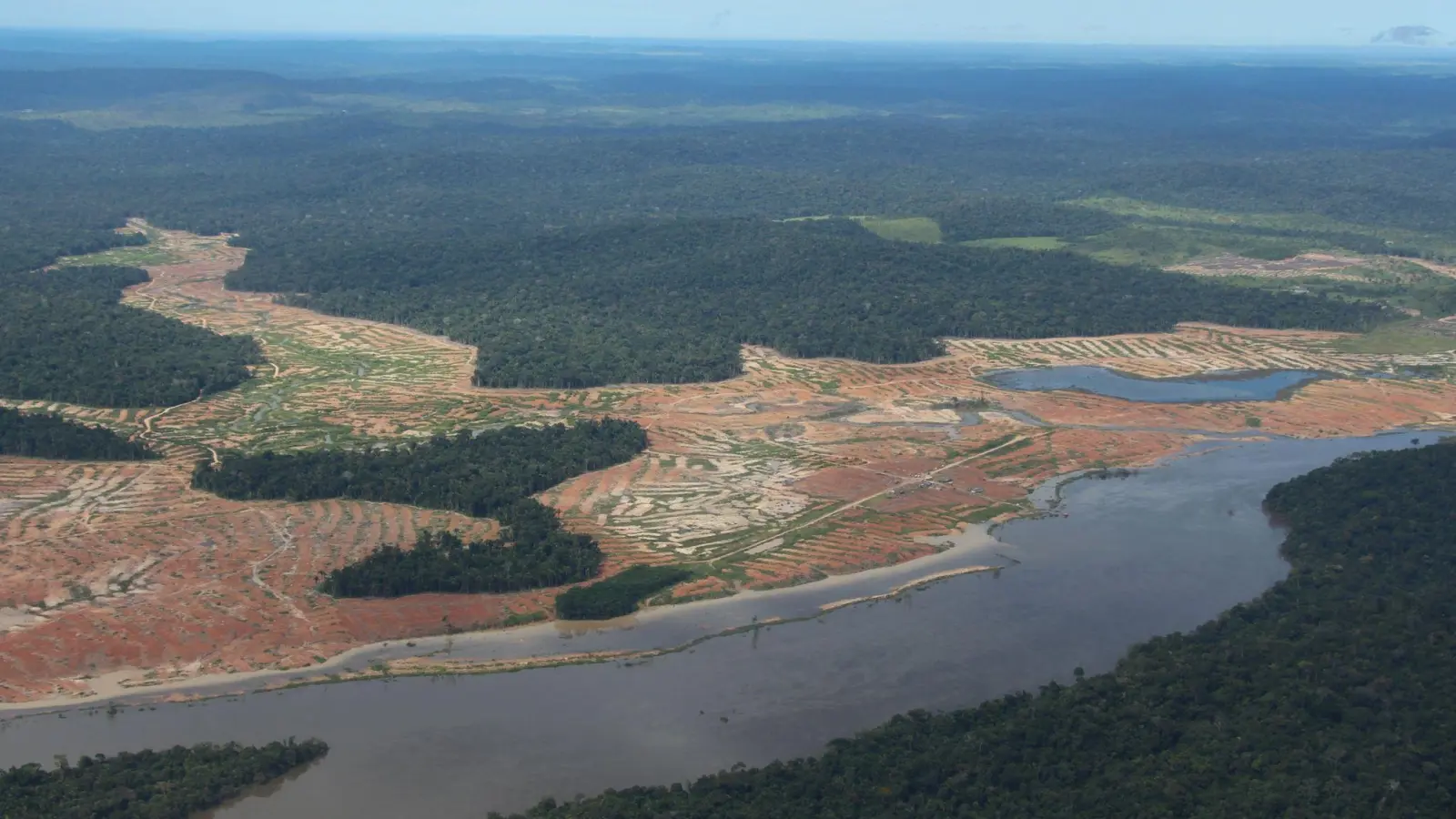 Gut 140 Organisationen machen sich für ein verschärftes Gesetz zum Schutz des Regenwaldes stark. (Foto: Isaac Risco-Rodriguez/dpa)