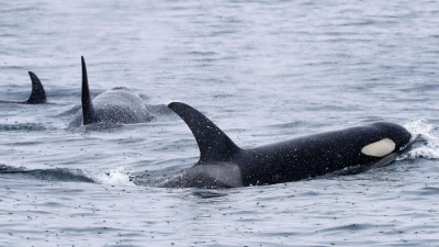 Orcas sind sehr soziale Tiere und jagen oft gemeinsam. (Archivbild) (Foto: -/Kyodo/dpa)