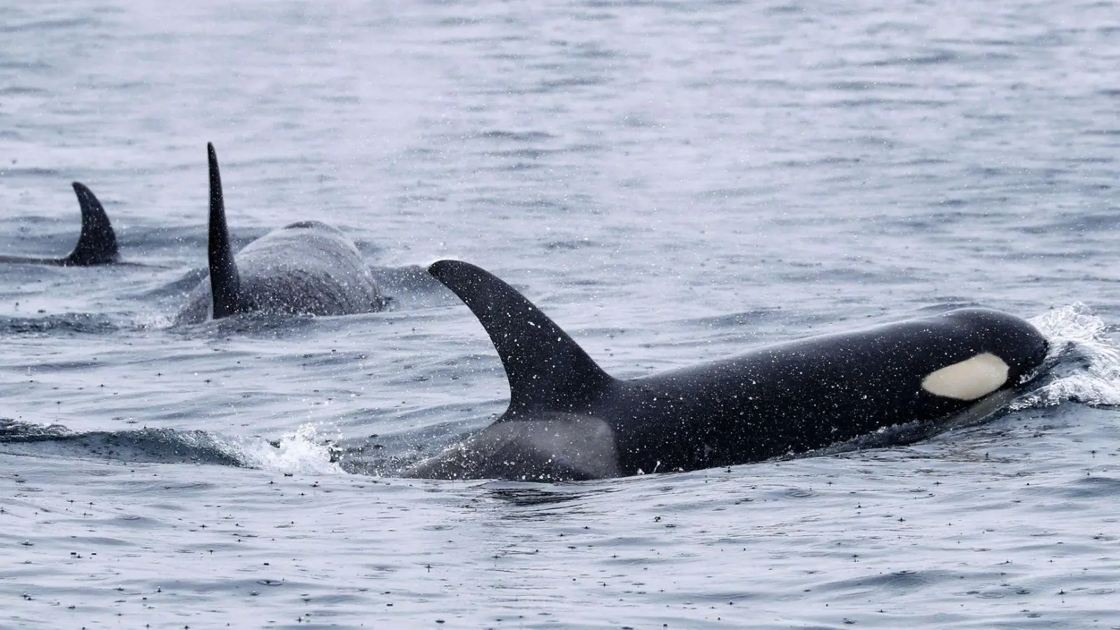 Orcas sind sehr soziale Tiere und jagen oft gemeinsam. (Archivbild) (Foto: -/Kyodo/dpa)