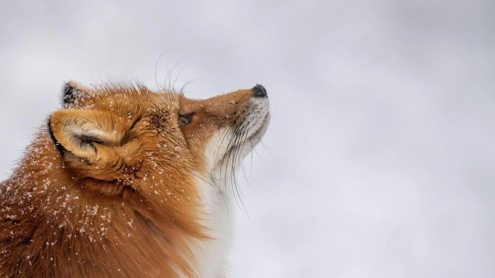 Was macht der Fuchs im Winter? Er hält keinen Winterschlaf, sondern geht auf Mäusejagd. (Foto: Lino Mirgeler/dpa/dpa-tmn)
