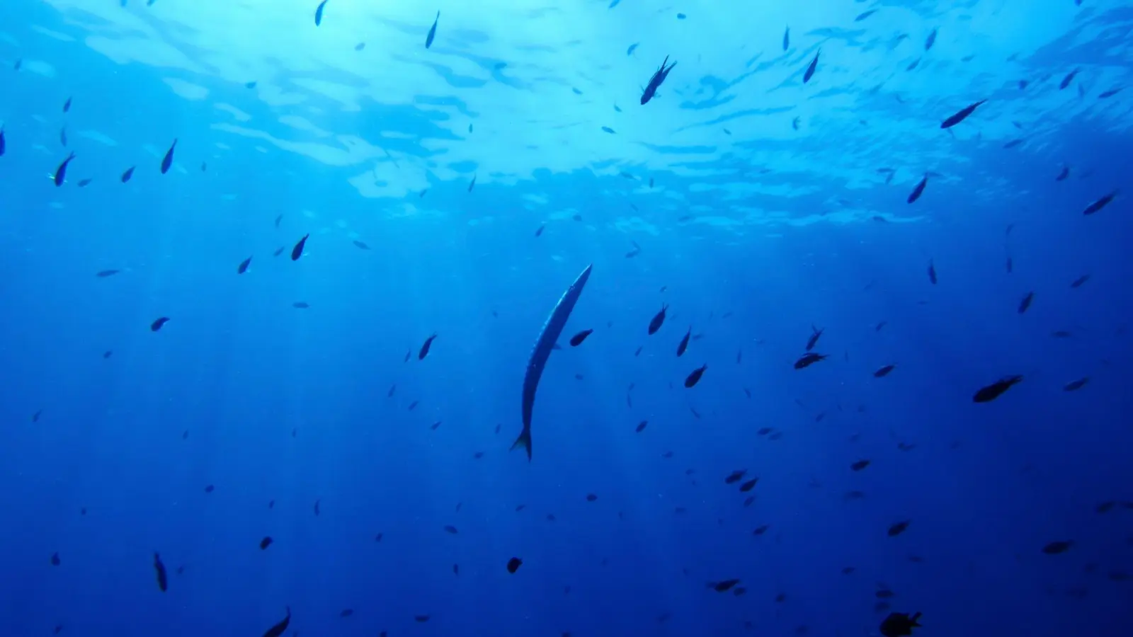 Bisher gibt es für die Hochsee keine einheitlichen Umweltregeln. (Symbolbild) (Foto: Annika Hammerschlag/AP/dpa)