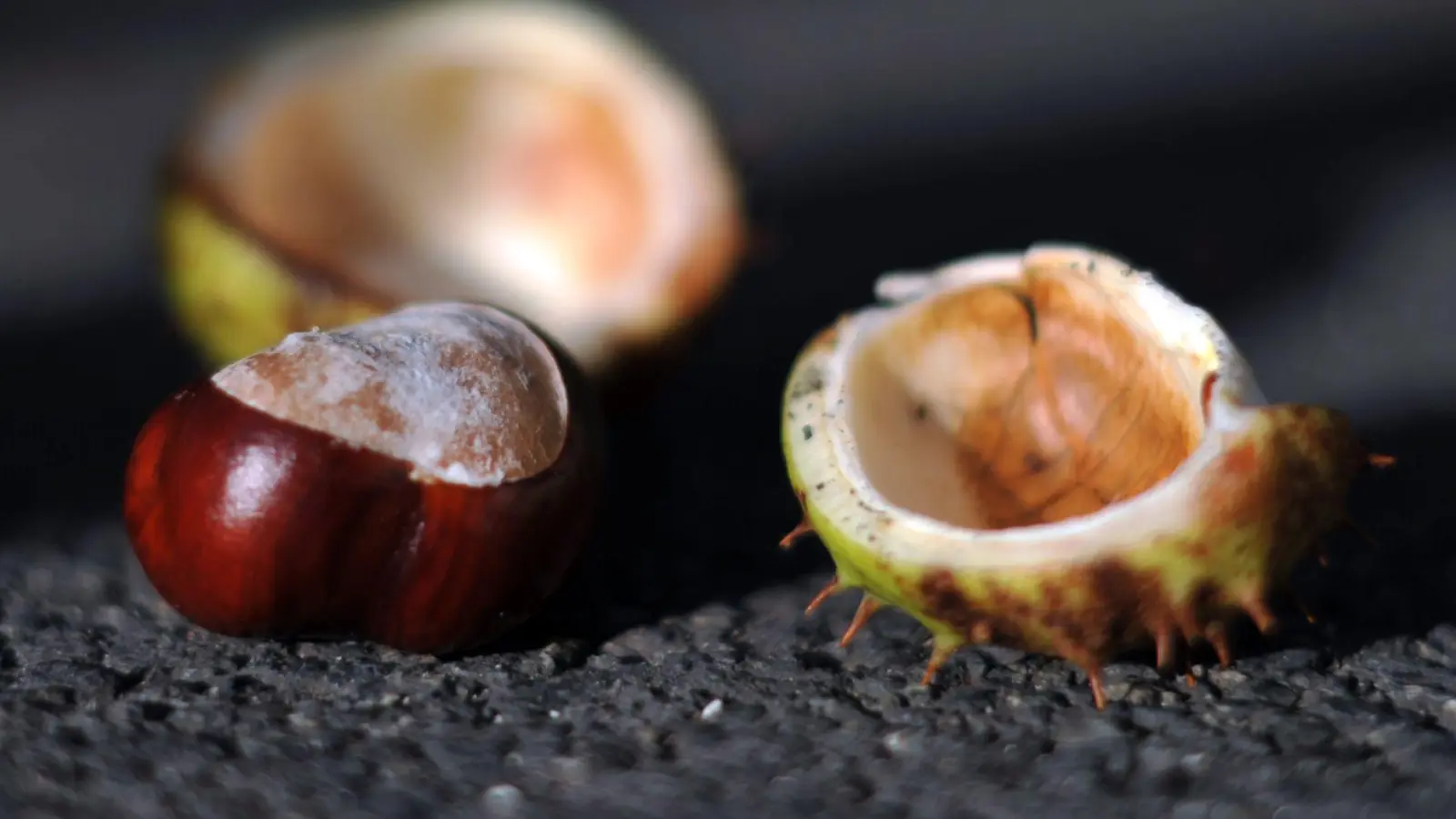 Herbstgefahr: Herabfallende Kastanien und Eicheln können Blech und Lack von Autos beschädigen. (Foto: Jochen Lübke/dpa/dpa-tmn)