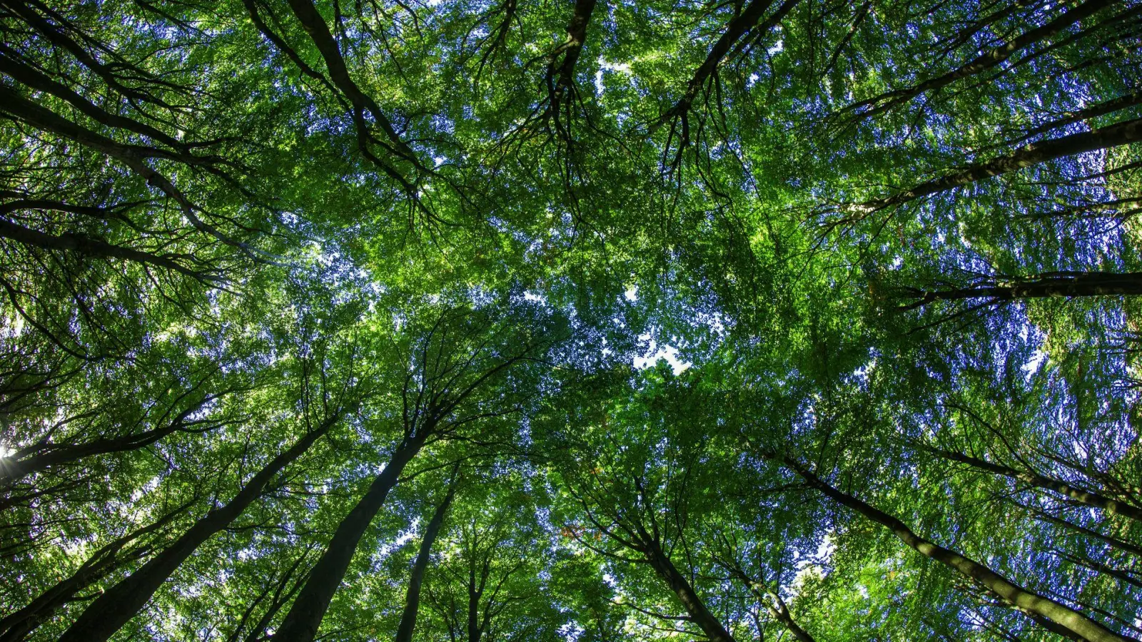 Wie bei anderen Finanzprodukten auch, sollte man das Risiko prüfen, bevor man sein Geld in Umwelt- oder Klimaschutzprojekte investiert. (Foto: Jens Büttner/dpa/dpa-tmn)