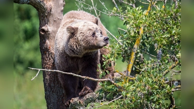 Im Allgäu könnte wieder ein Braunbär unterwegs sein. (Symbolbild) (Foto: Lino Mirgeler/dpa)