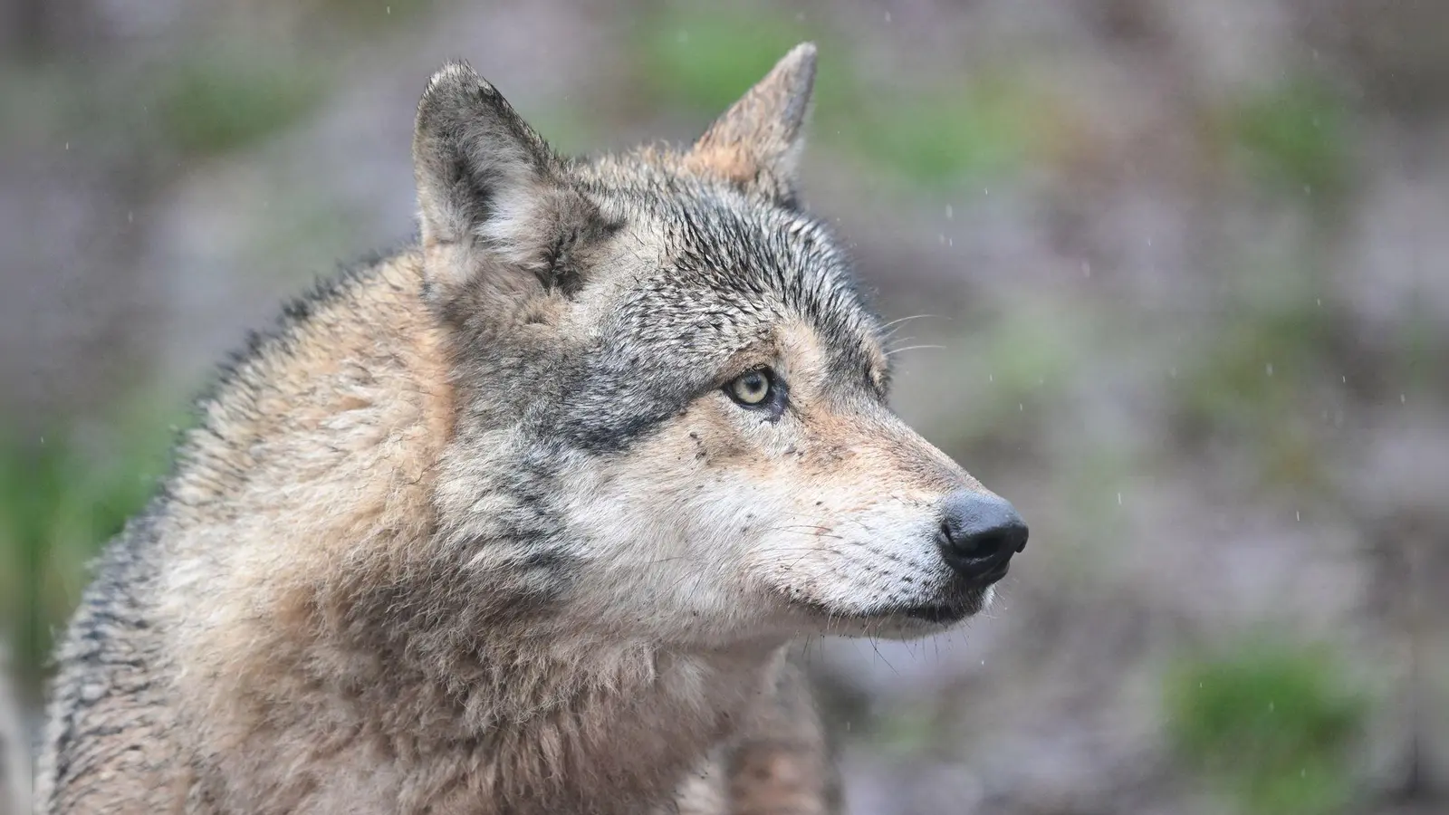 Ein Wolf verletzt eine Frau in der Einkaufsmeile Große Bergstraße. (Symbolbild) (Foto: Bernd Weißbrod/dpa)